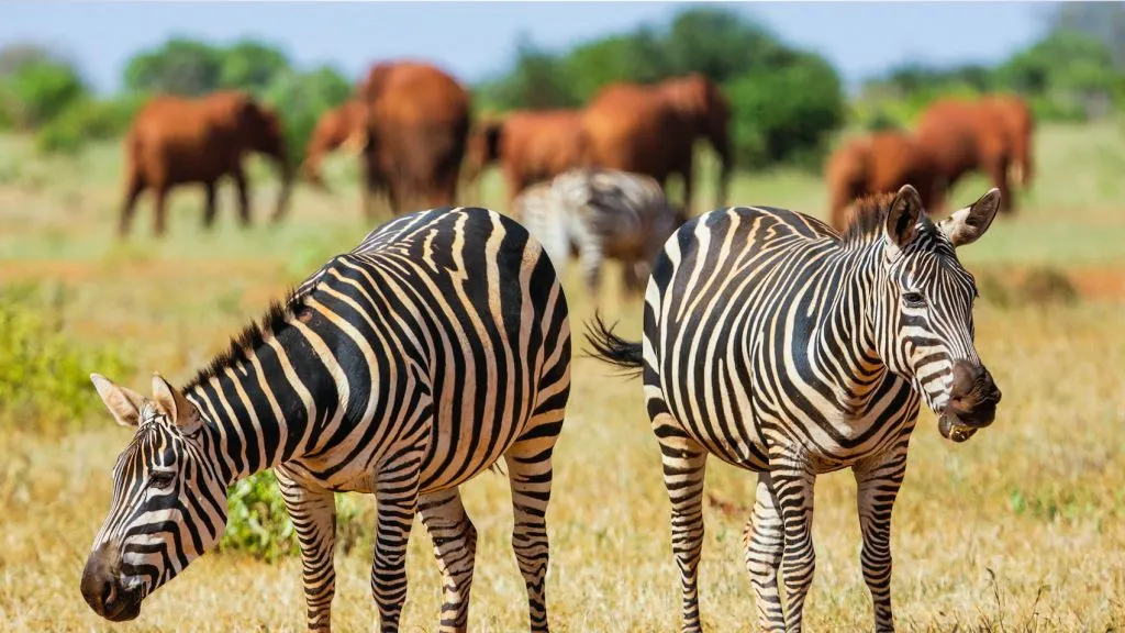 kenya holiday package - zebra