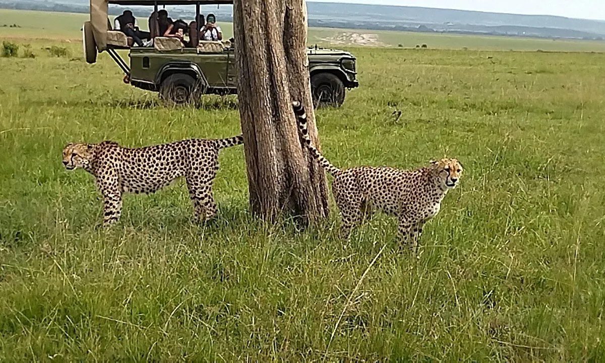 Cheetah at masai Mara