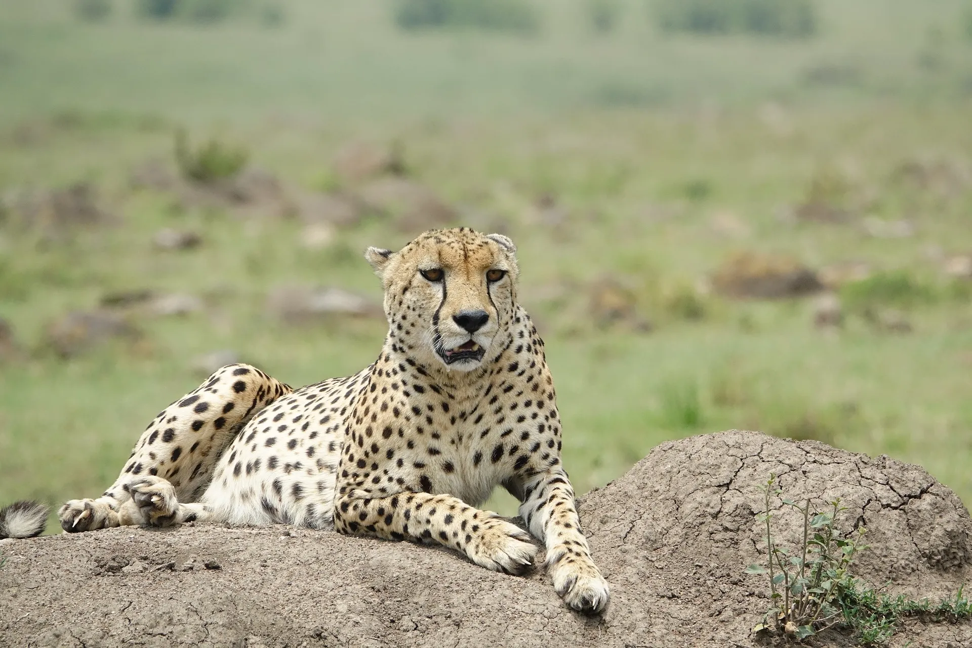 Cheetah resting