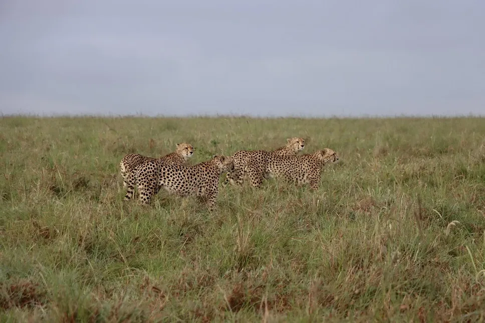 Cheetahs at Masai Mara