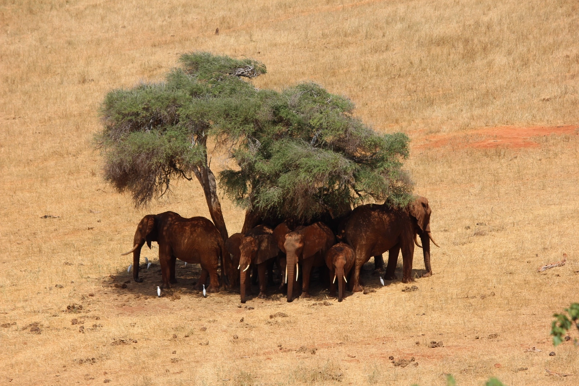 Kenya safari tours - elephant