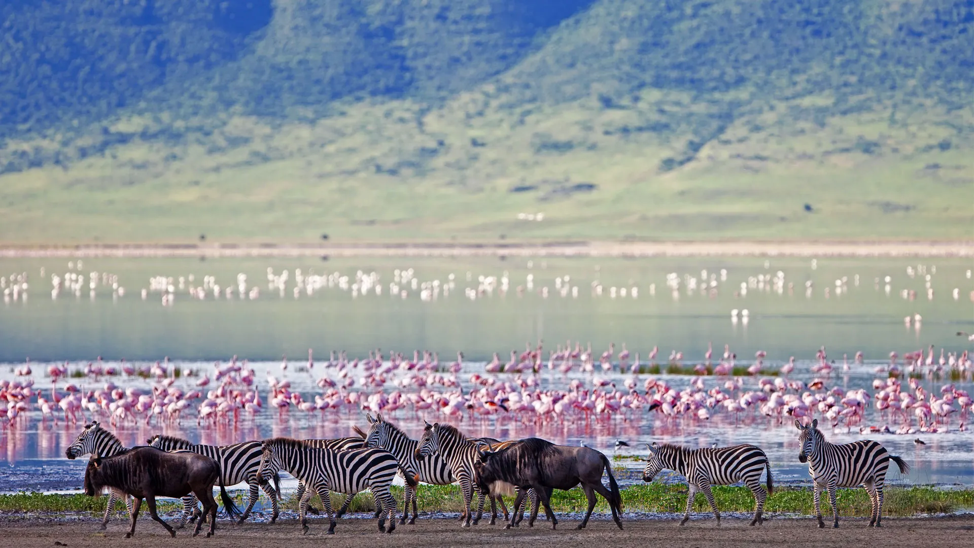 Flamingoes - safaris Nairobi