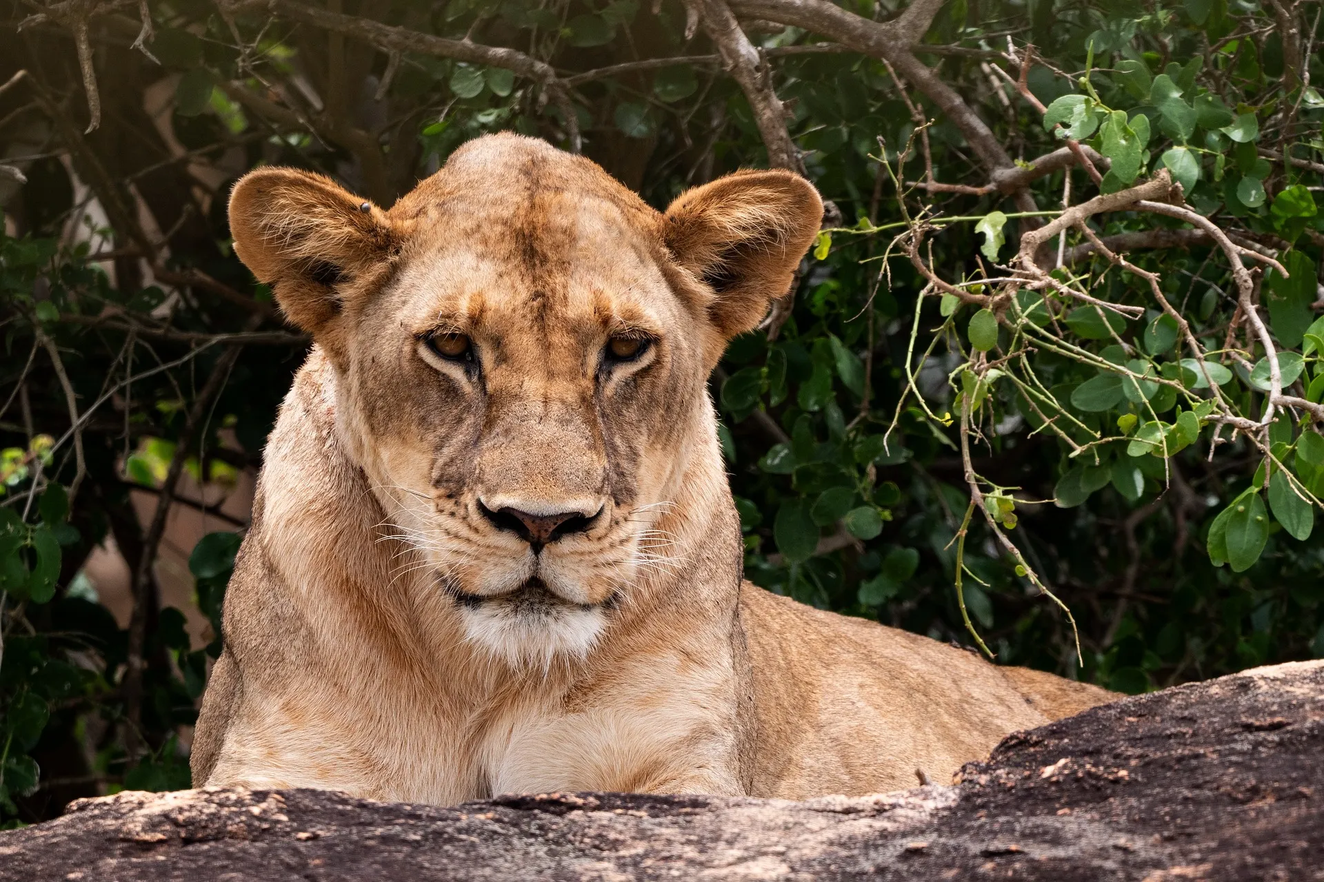 Lioness - 1 day safari mombasa kenya