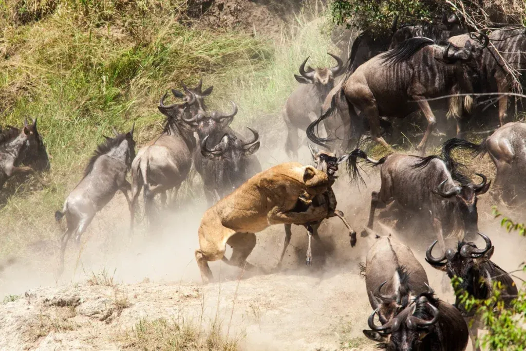 Great migration maasai mara - lion hunt
