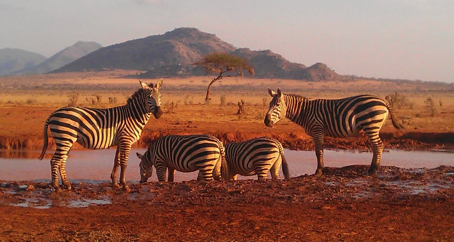 zebra taking water - kenya tours