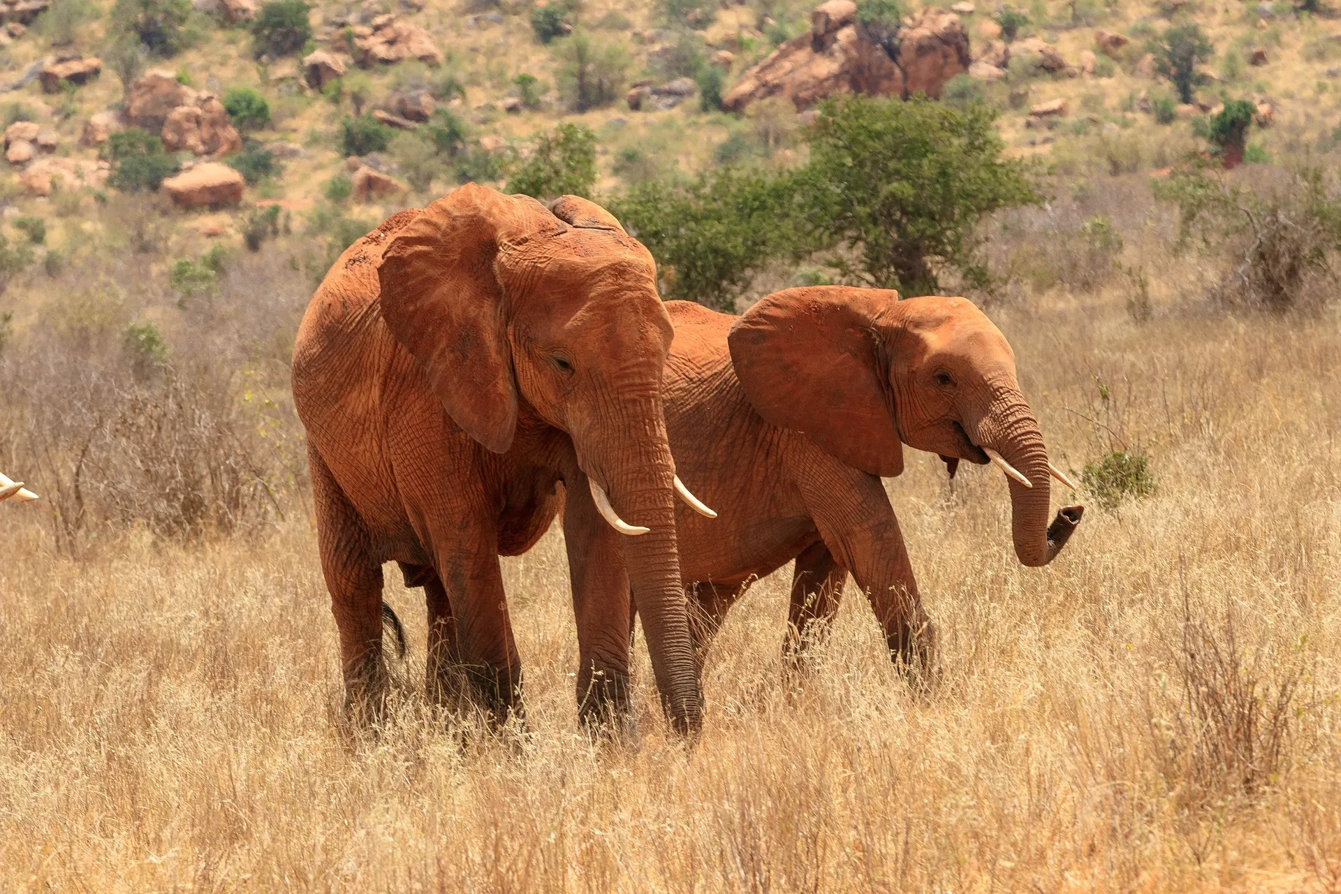 red elephants at Tsavo West
