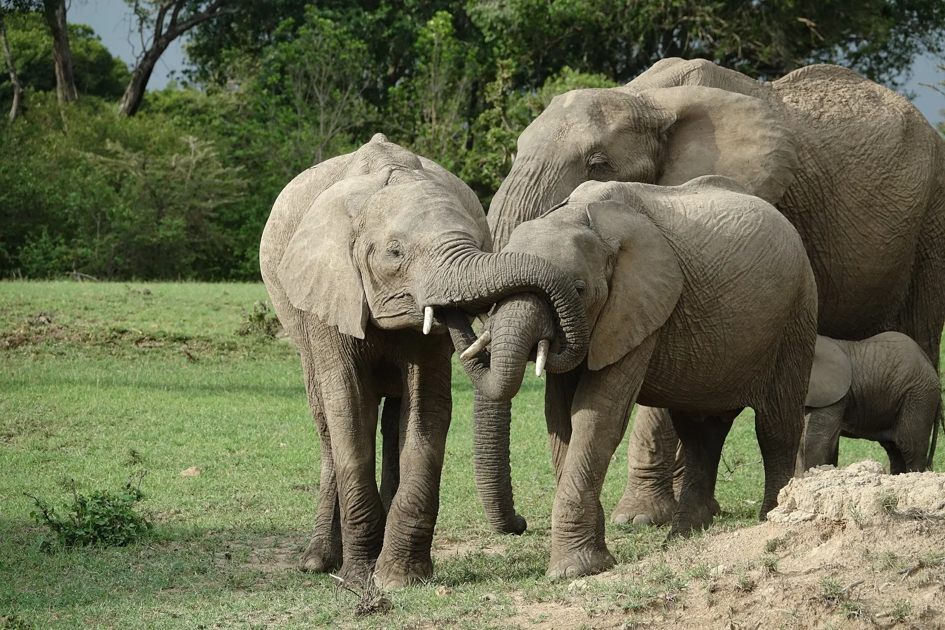 Elephants - safari from Mombasa