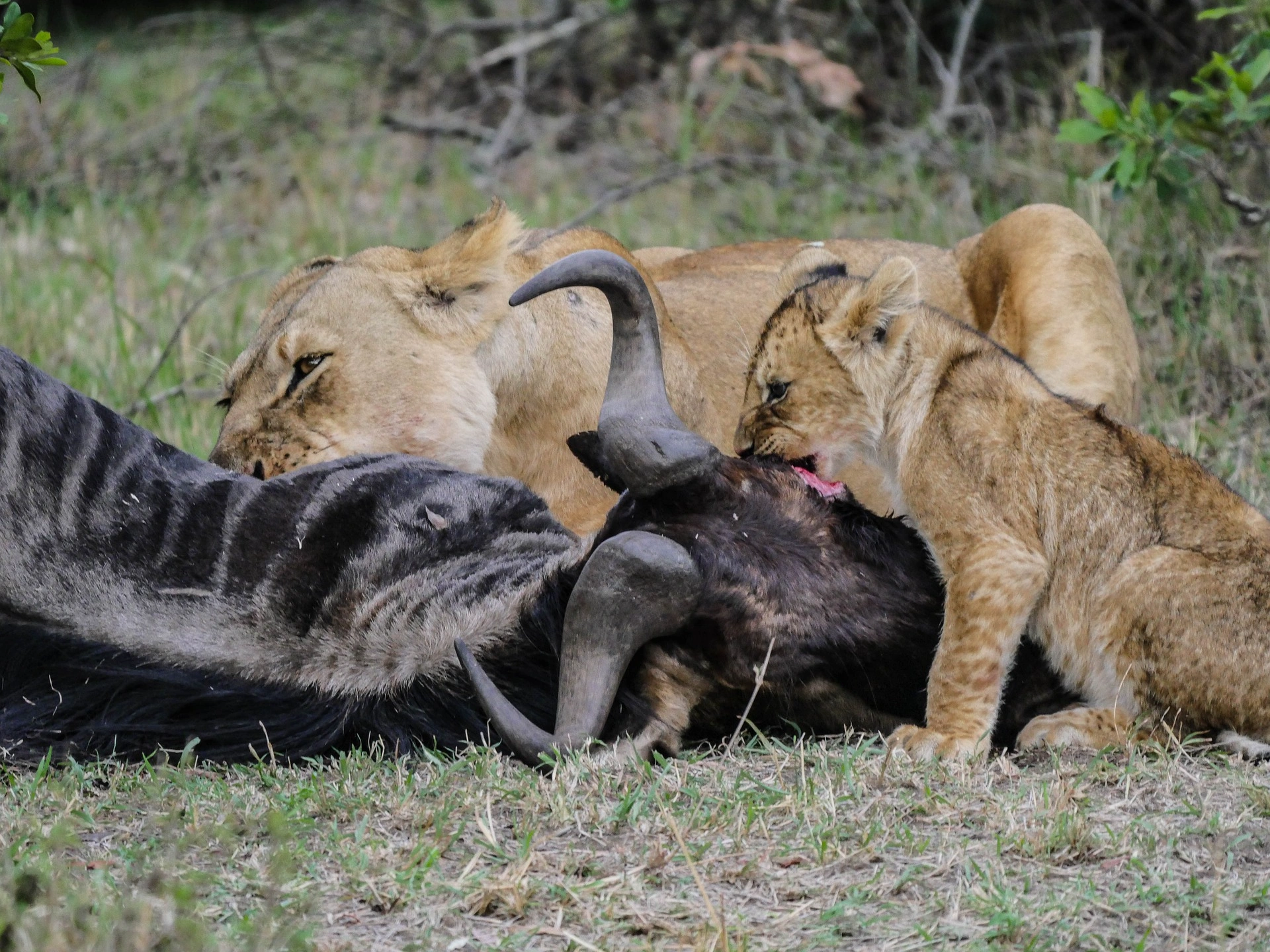 Kenya safari packages - lions
