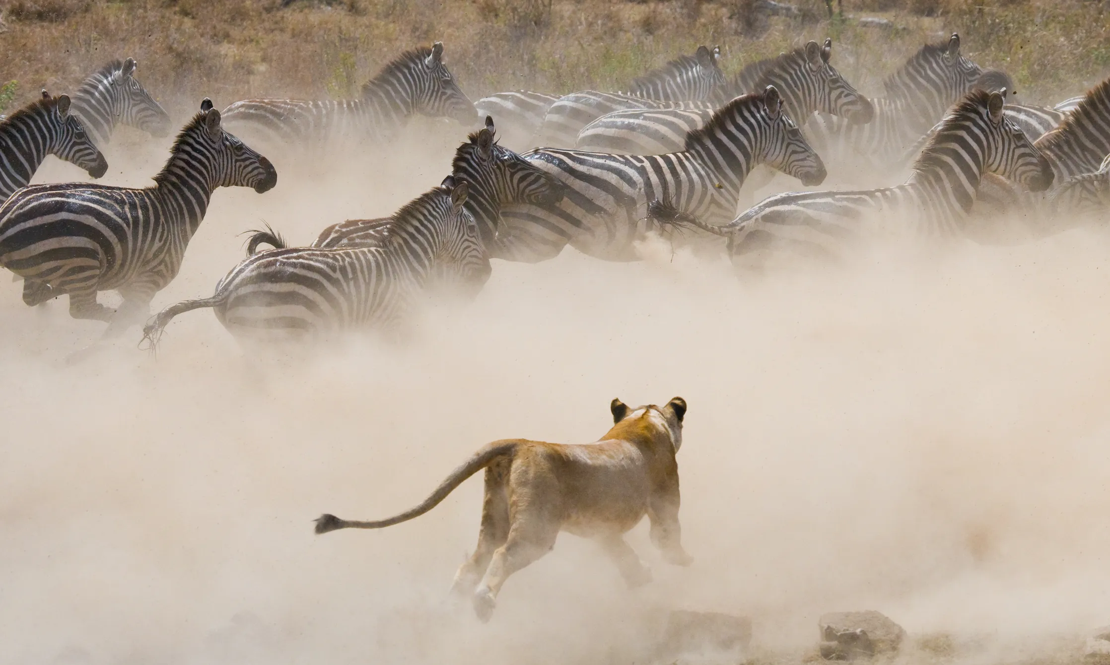 Great migration masai mara -zebra & lion