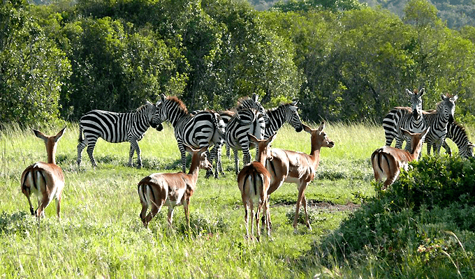 AjKenyaSafaris.com-Masaimarasafari.in - Antelopes and Zebras