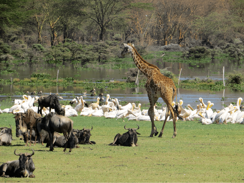 AjKenyaSafaris.com-Masaimarasafari.in - Giraffe & Wildebeest