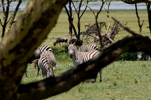 AjKenyaSafaris.com-Masaimarasafari.in - Zebra & Wildebeest
